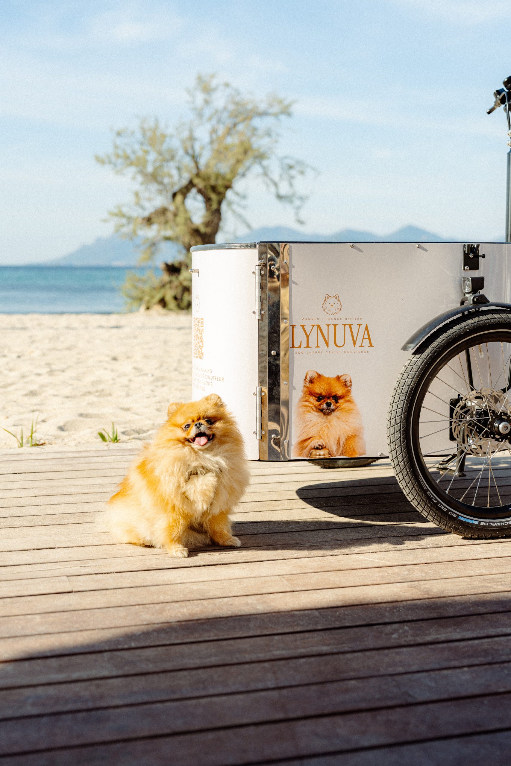 Dog Sitter cannes